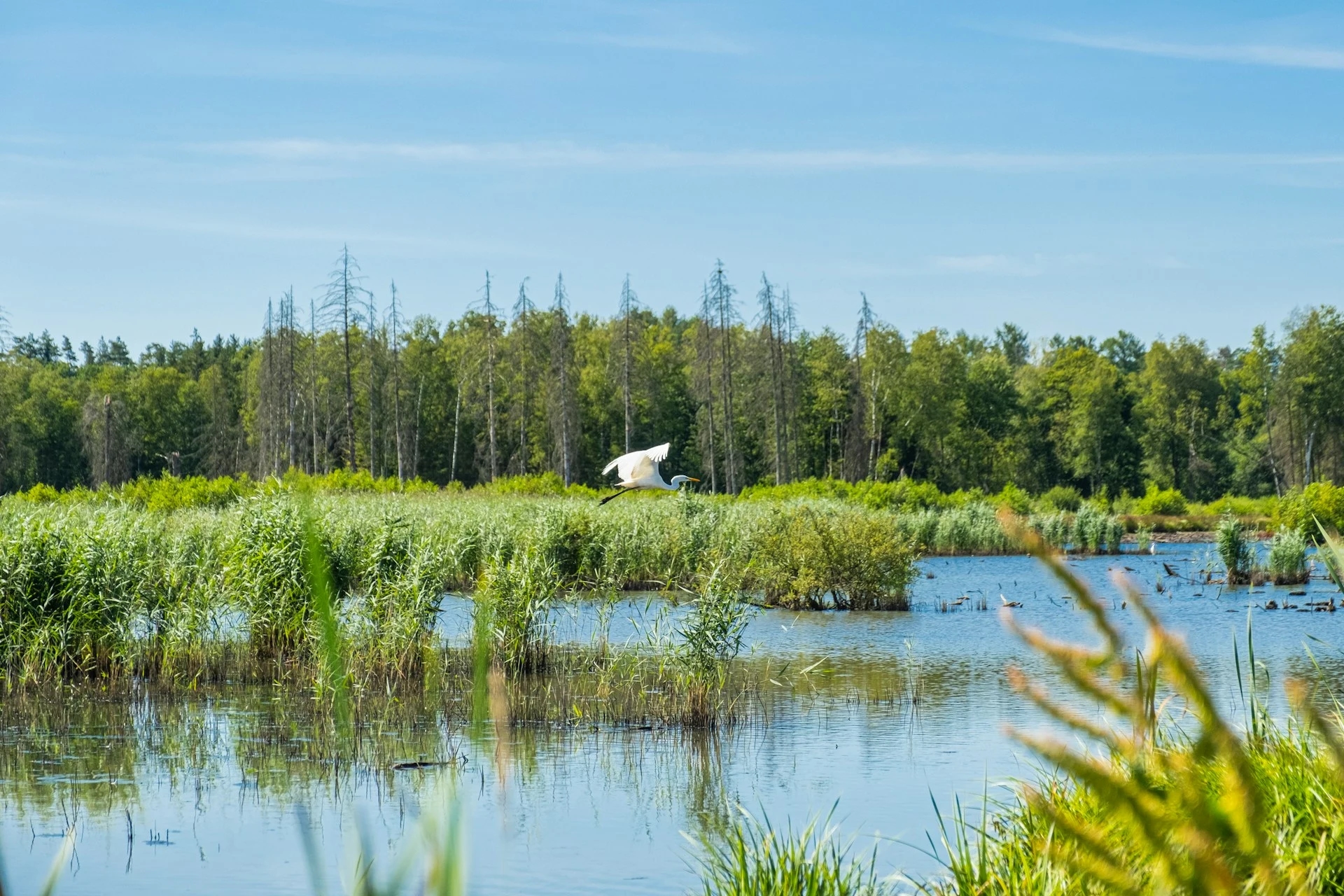 Storch fliegt über Biotop