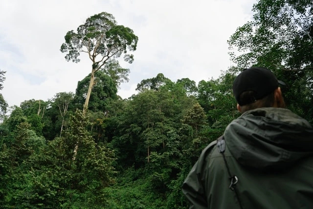Person in a green jacket and cap gazing at a dense, lush forest, featuring a tall prominent tree under a cloudy sky.